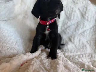 Mixed Breed dogs 9 playful beagledoor - Advert 7