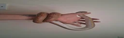 Corn Snake reptiles for sale: Adult male corn snake with 2 vivariums - Advert 3