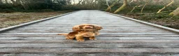 Cocker Spaniel dogs for sale: 21 Month Cocker Spaniel in Fleet - Advert 4