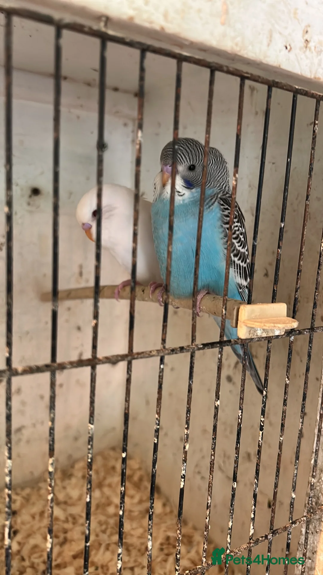 Budgerigars birds for sale: Young Budgies  - Advert 2