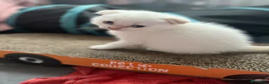 Scottish Fold Kitten 2
