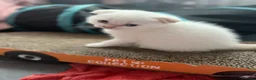 Scottish Fold cats for sale: Super Cute Scottish Fold Kittens Available  in Ramsgate - Advert 12