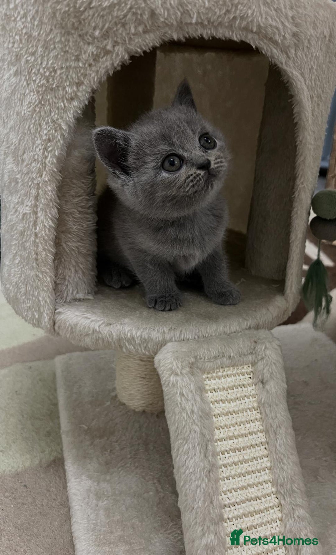 British Shorthair cats for sale: Six blue British shorthair kittens for sale  - Image 18