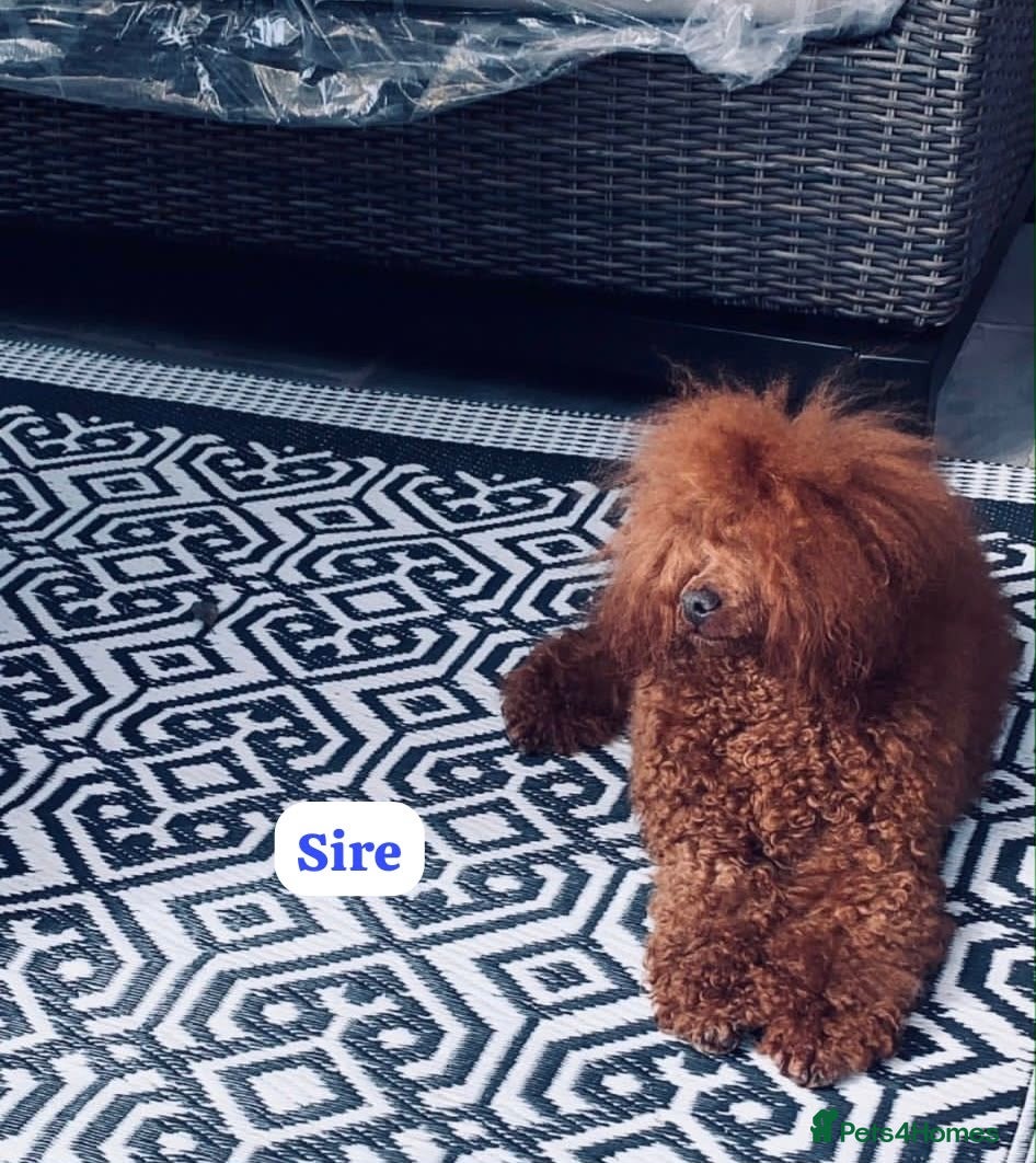 Cockapoo dogs for sale: ** RARE MAHOGANY RED F1 TOY COCKAPOO GIRL PUPS ** - Advert 2