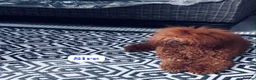Cockapoo dogs for sale: ** RARE MAHOGANY RED F1 TOY COCKAPOO PUPS ** - Advert 12