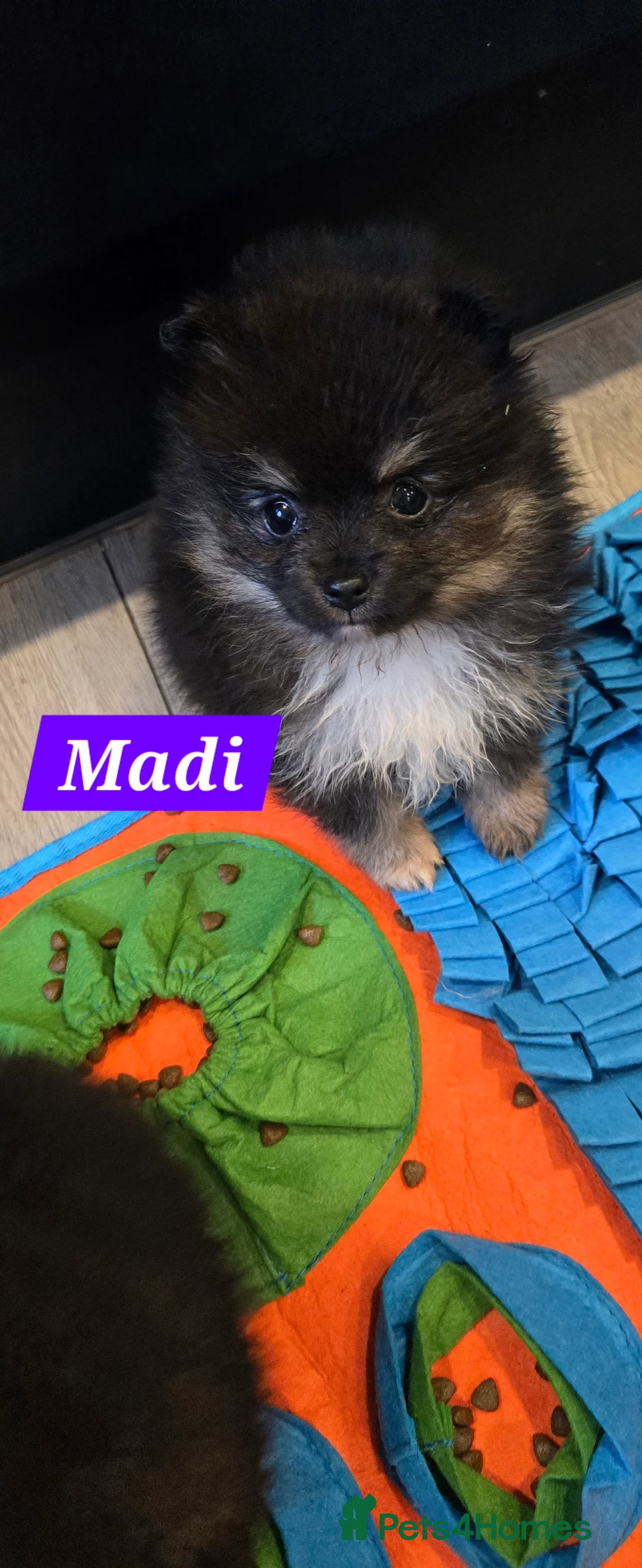 Pomeranian dogs for sale: Pretty Pomeranians  - Advert 1