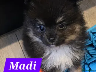 Pomeranian dogs Pretty Pomeranians - Advert 1