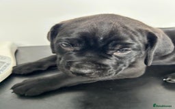 Mixed Breed dogs for sale: Adorable Rottweiler Dogue de Bordeaux x Cane Corso - Image 17