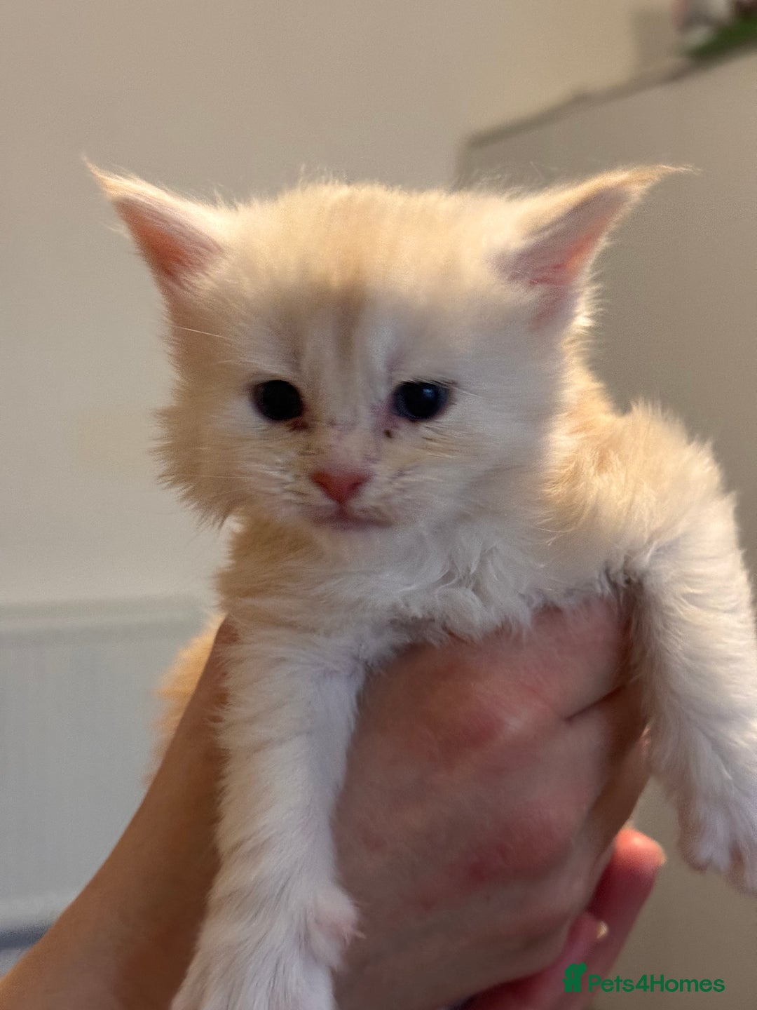 Maine Coon cats for sale: Gorgeous Shaded Line Maine Coon Kittens - Advert 8