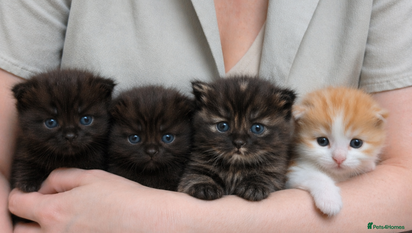 Mixed Breed cats Highland Dollies  - Advert 8