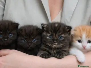 Mixed Breed cats Highland Dollies - Advert 8