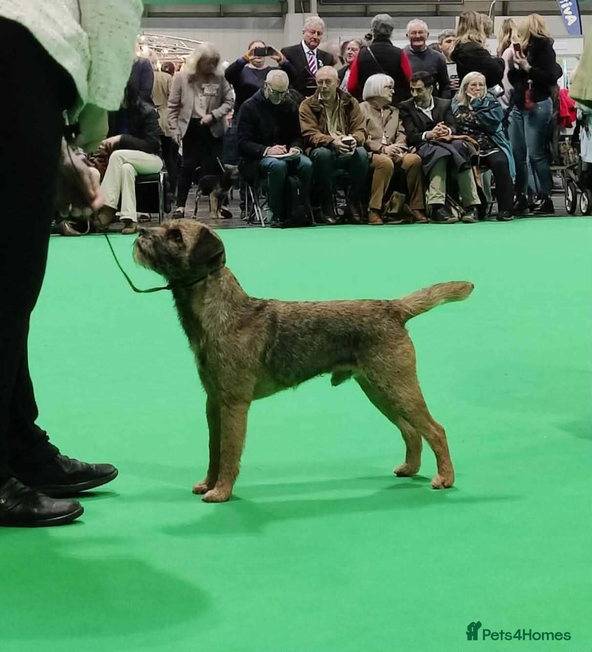 Border Terrier dogs KC Registered Border Terrier puppy  - Advert 10