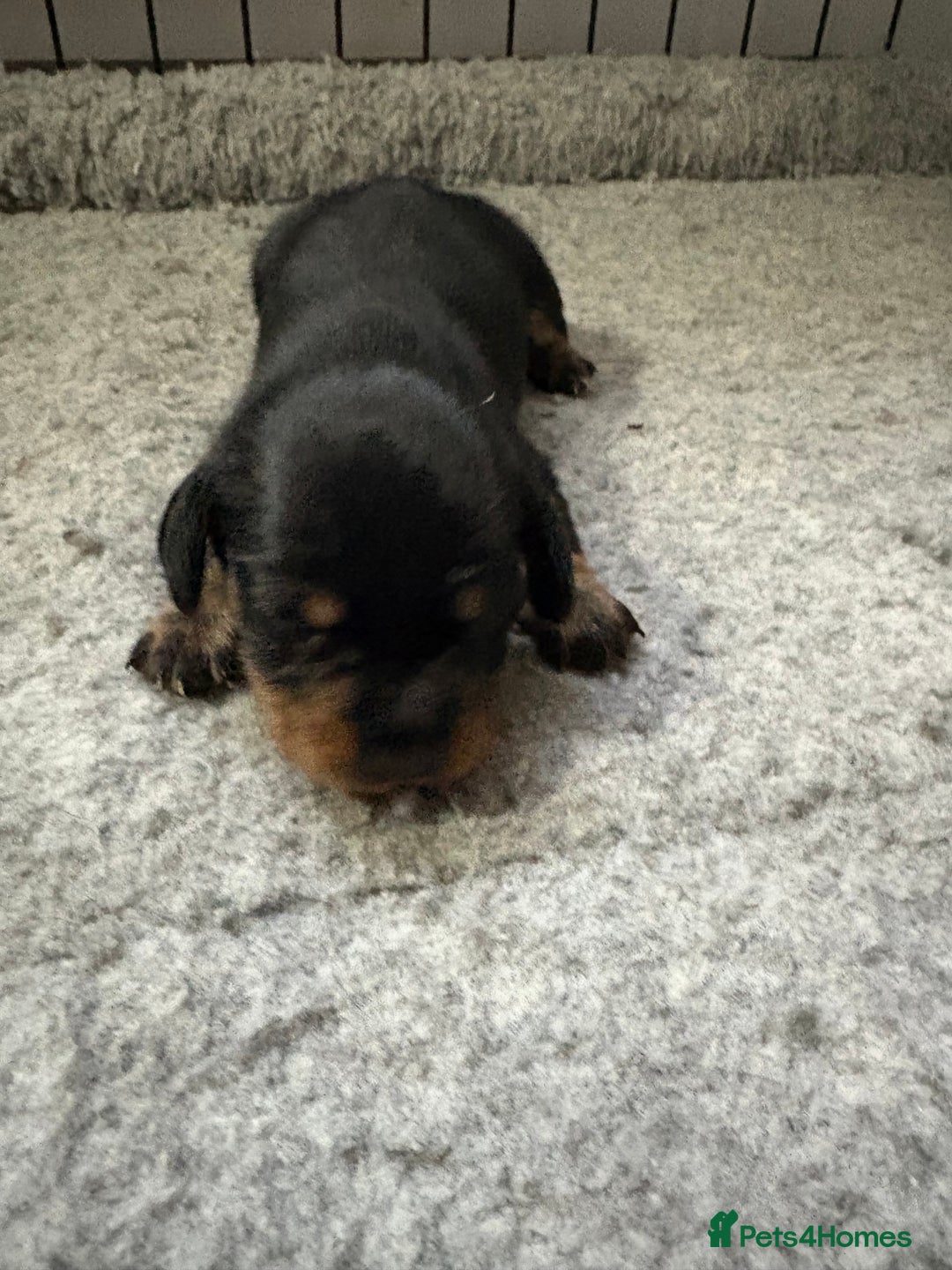 Dachshund dogs for sale: Cross miniature dachshund puppies - Image 9
