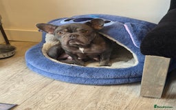 French Bulldog dogs for sale: Meet Your New Best Friend - French Bulldog Puppy - Image 5
