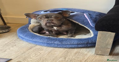 French Bulldog dogs - Advert 10