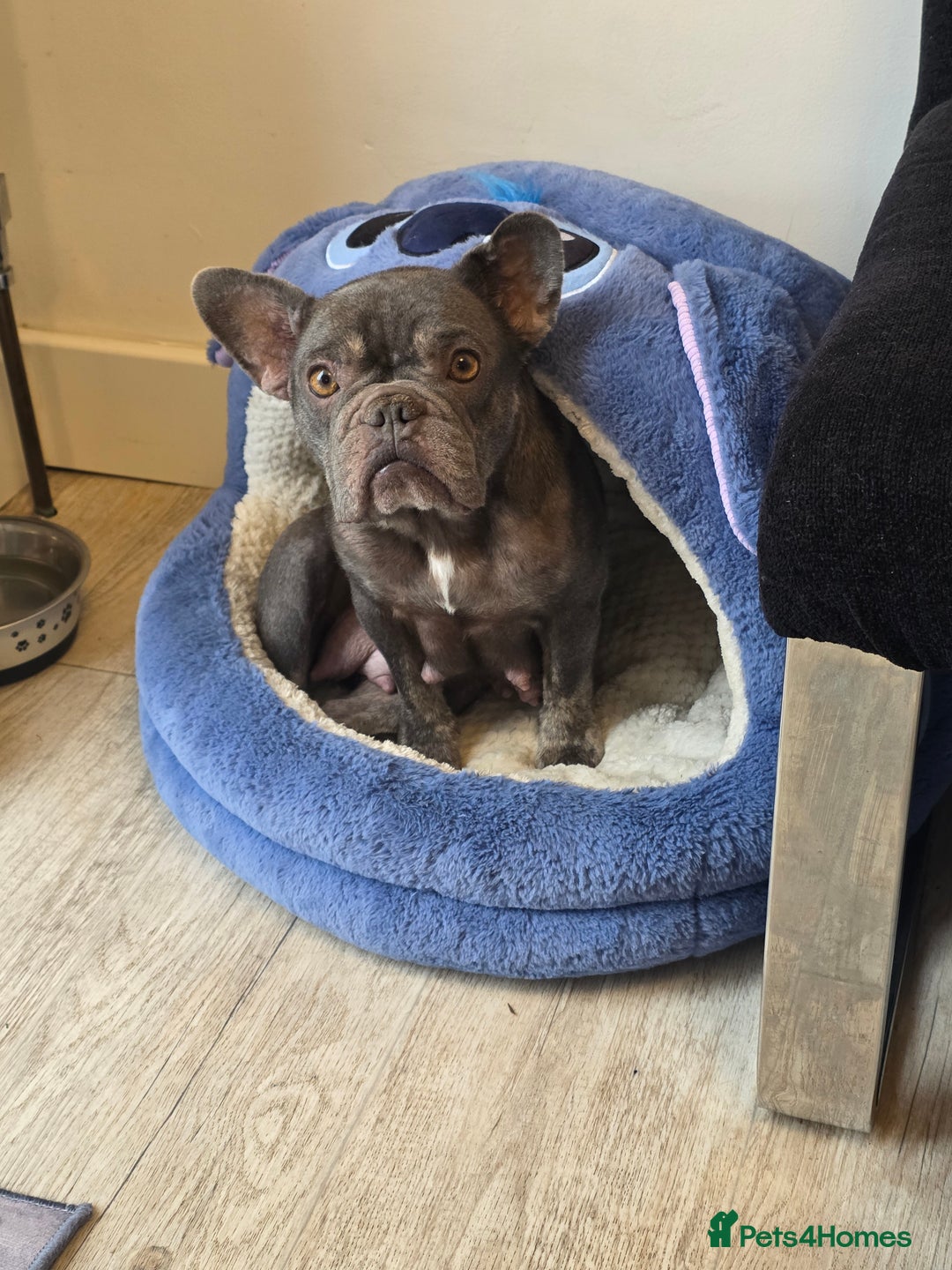 French Bulldog dogs for sale: Meet Your New Best Friend - French Bulldog Puppy - Image 5