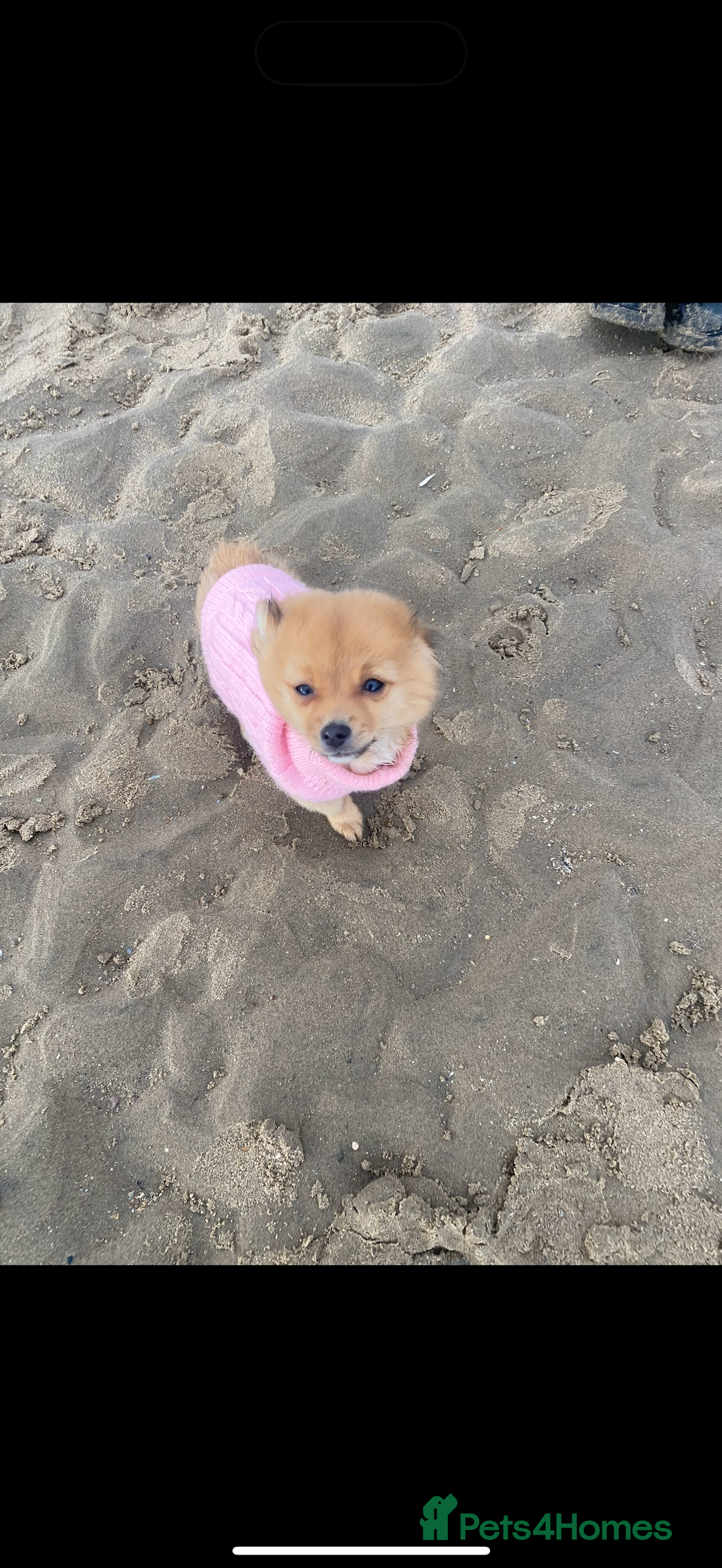 Mixed Breed dogs for sale: Beautiful pups for sale!  - Advert 6