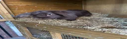 Mini Lop rabbits for sale: X2 Adult rabbits  - Advert 8