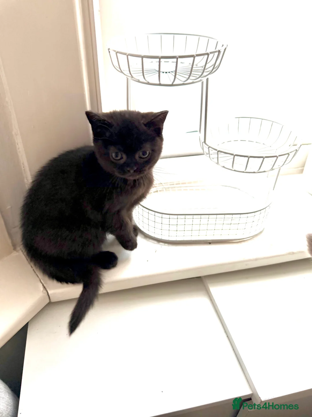 British Shorthair cats for sale: Last kitten - Dark Chocolate BSH - Advert 6
