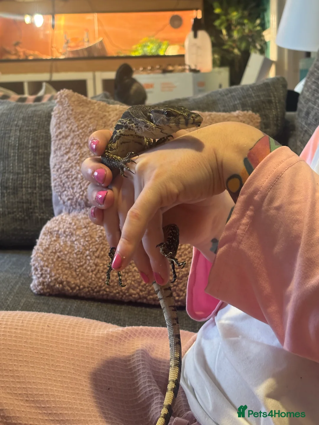 Monitor reptiles for sale: Asian water monitor in Swindon - Advert 2