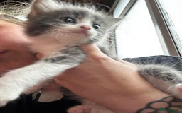 British Longhair cats for sale:  Boy and girl kitten for sale  - Image 5