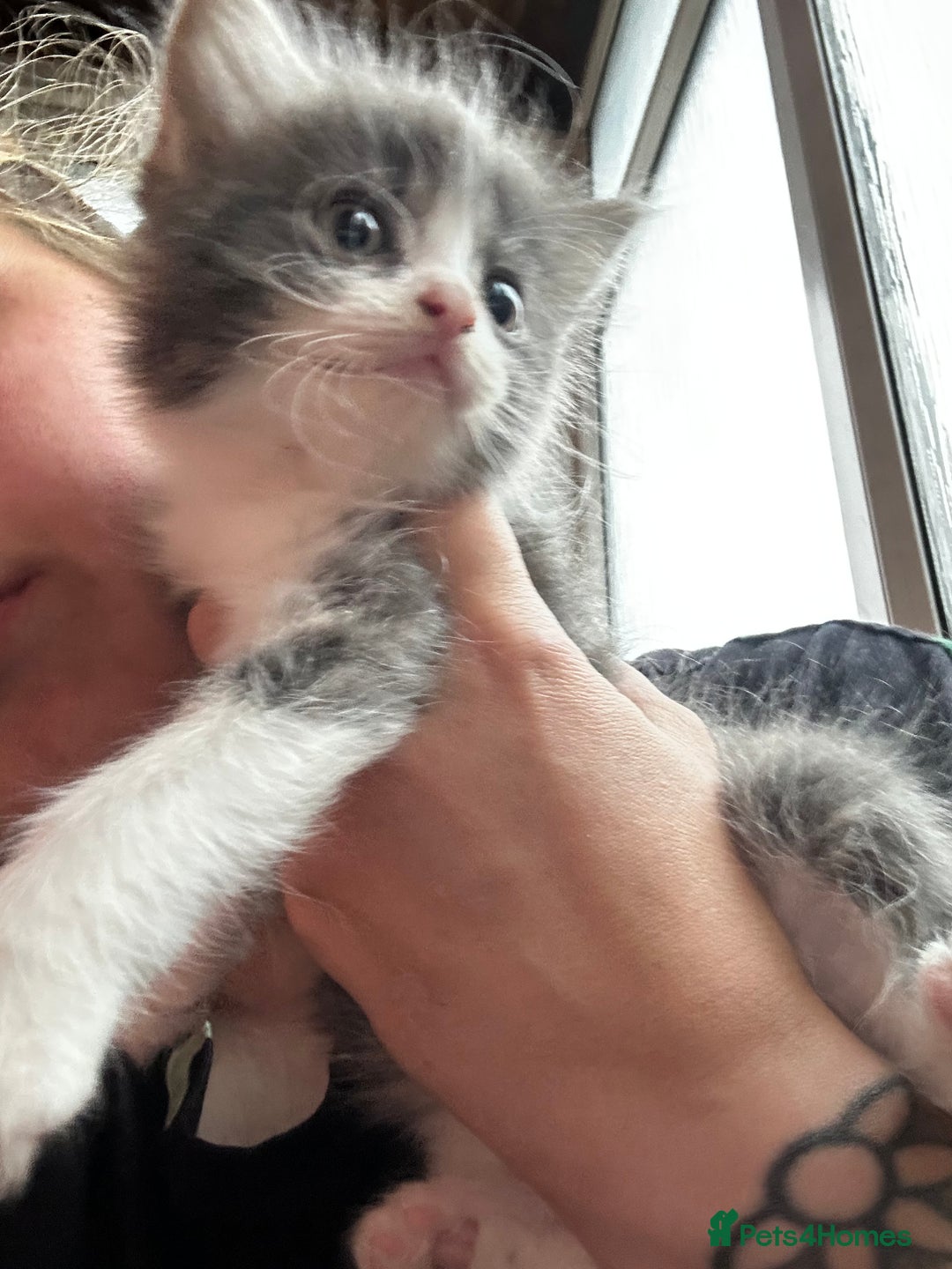 British Longhair cats for sale:  Boy and girl kitten for sale  - Image 5