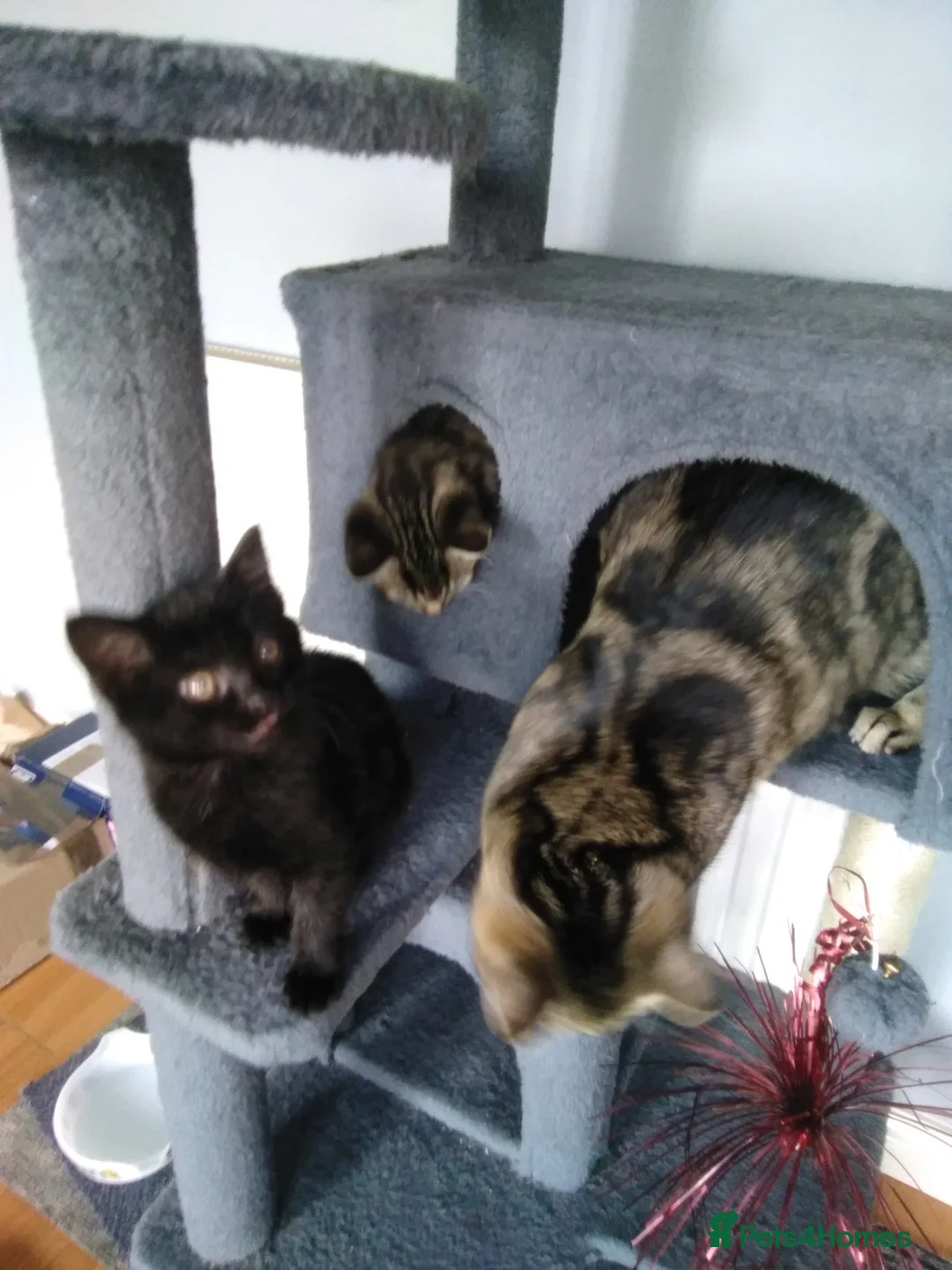 Domestic Shorthair cats for sale: Beautiful kittens - Advert 1