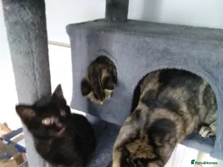 Domestic Shorthair cats Beautiful kittens - Advert 13