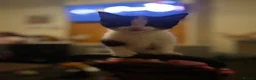 Mixed Breed cats for sale: Mixed breed kittens - Advert 15