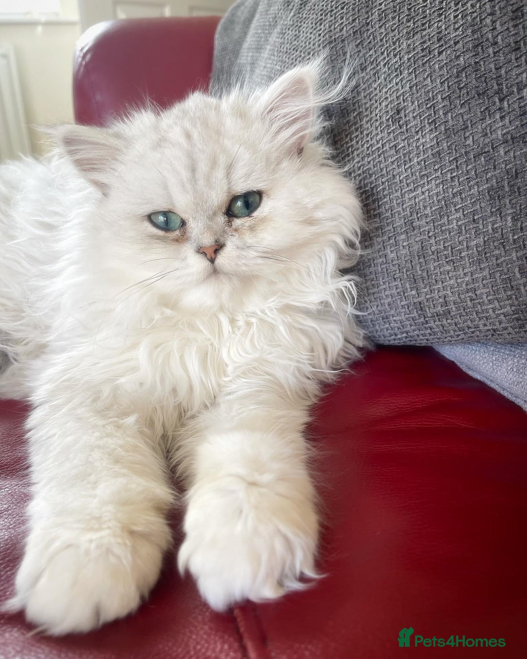 Persian cats for sale: Persian Kittens - 2 Males & 2 Females  - Image 12