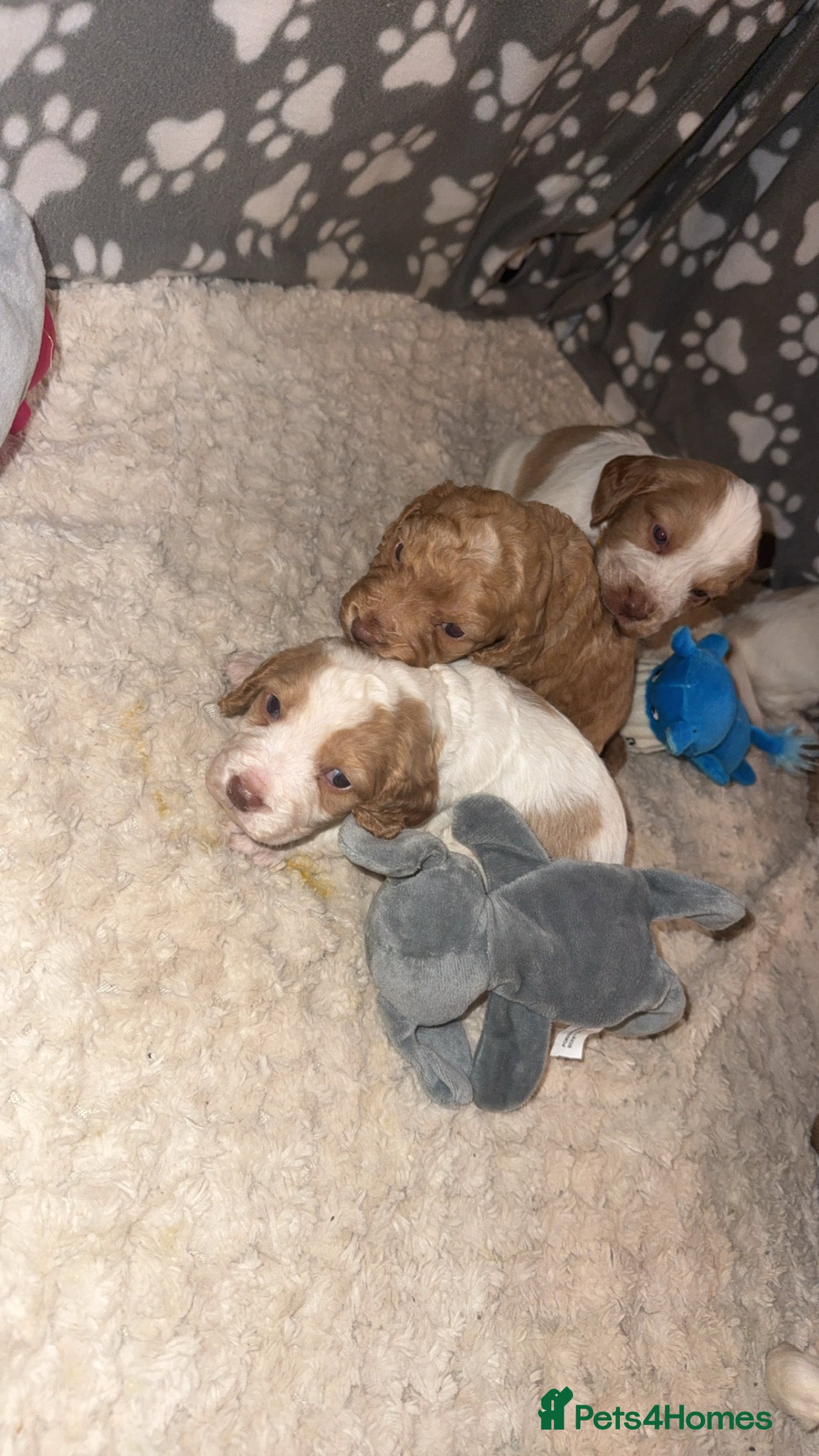 Cocker Spaniel dogs 7 beautiful cocker spaniel puppies 🩷💙 - Advert 14