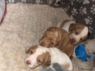 Cocker Spaniel dogs 7 beautiful cocker spaniel puppies 🩷💙 - Advert 12