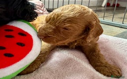 Cockapoo dogs for sale: F1 show type cockapoo pups  - Image 5