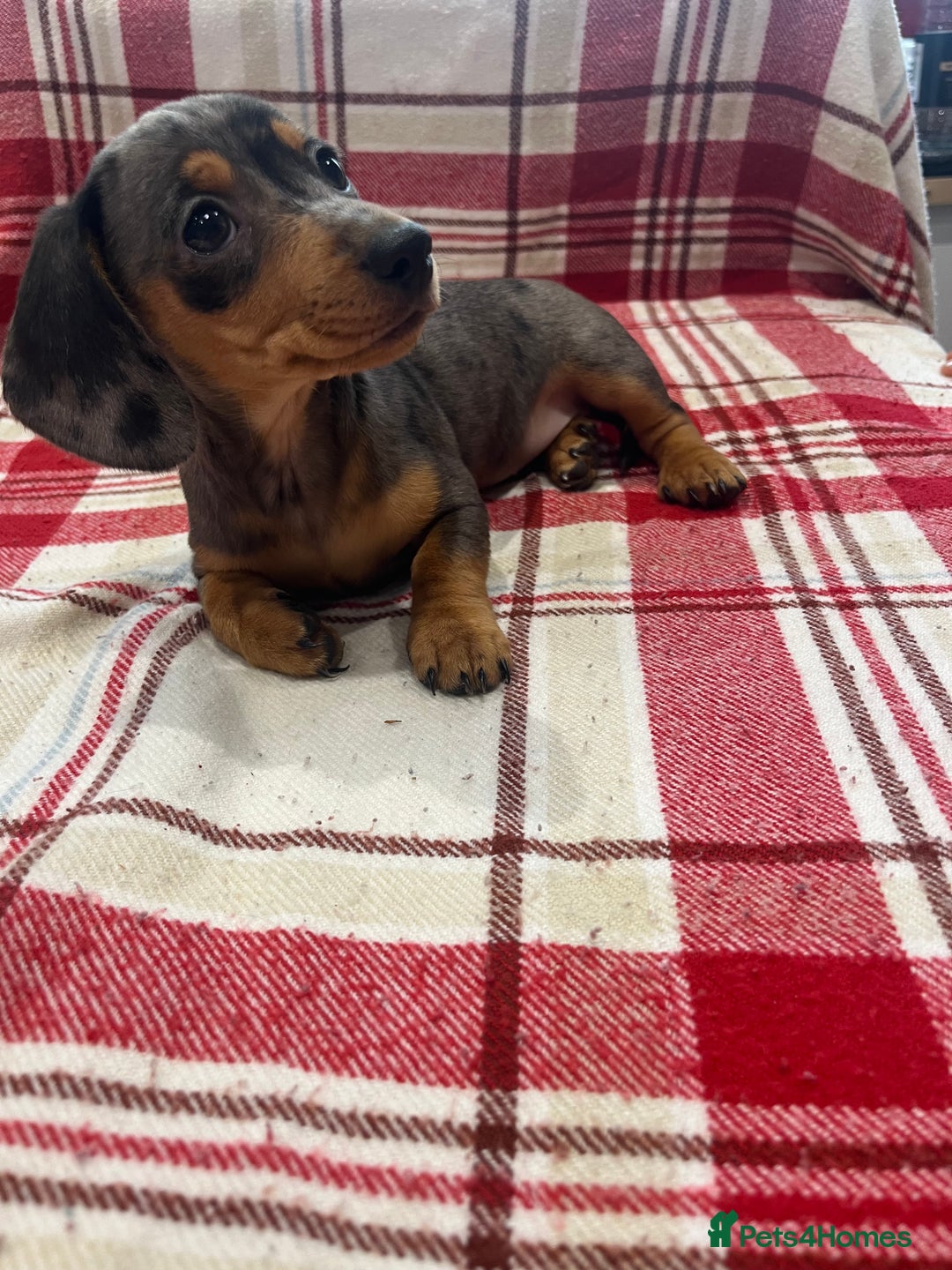 Miniature Dachshund dogs for sale: Miniature Dachshund puppies for sale - Advert 20