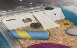 Hamster rodents for sale: Dwarf Hamster - Image 3