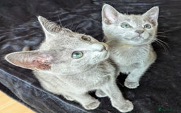 Russian Blue cats for sale: Pedigree TICA Registered kittens - Image 11