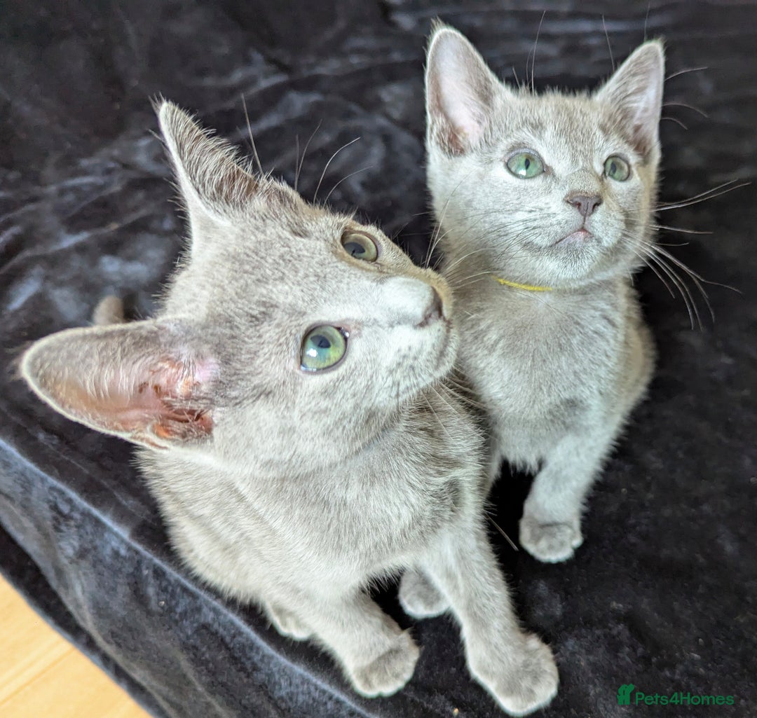 Russian Blue cats for sale: Pedigree TICA Registered kittens - Image 11