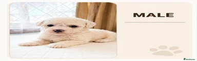 Bichon Frise 1