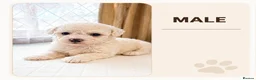 Bichon Frise dogs for sale: Bichon for sale  - Advert 5
