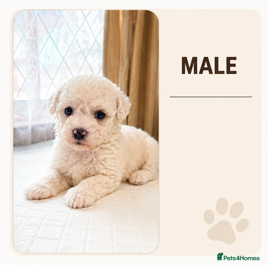Bichon Frise dogs for sale: Bichon for sale  - Advert 5