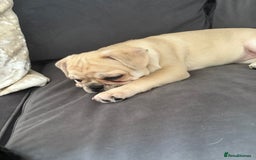 Frug dogs for sale: Girl frug ready to go to her forever home - Image 19
