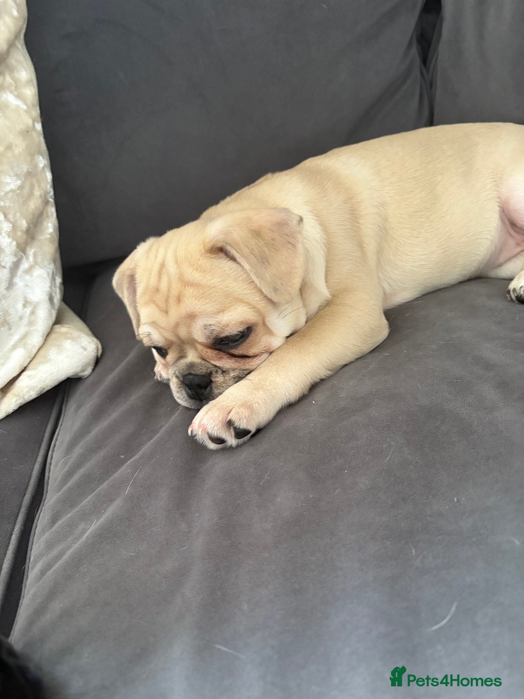 Frug dogs for sale: Girl frug ready to go to her forever home - Image 19