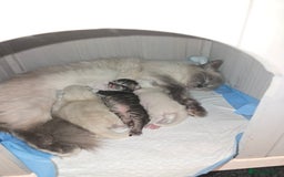 Ragdoll cats for sale: Ragdoll x Persian - Image 4
