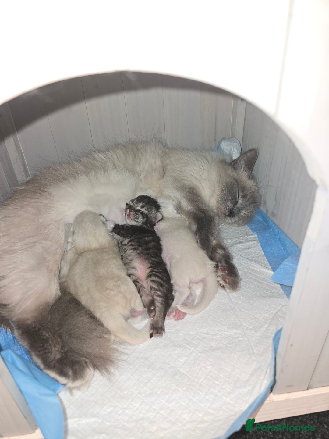 Ragdoll cats for sale: Ragdoll x Persian - Image 4