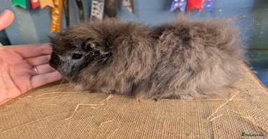 Guinea Pig rodents - Advert 14