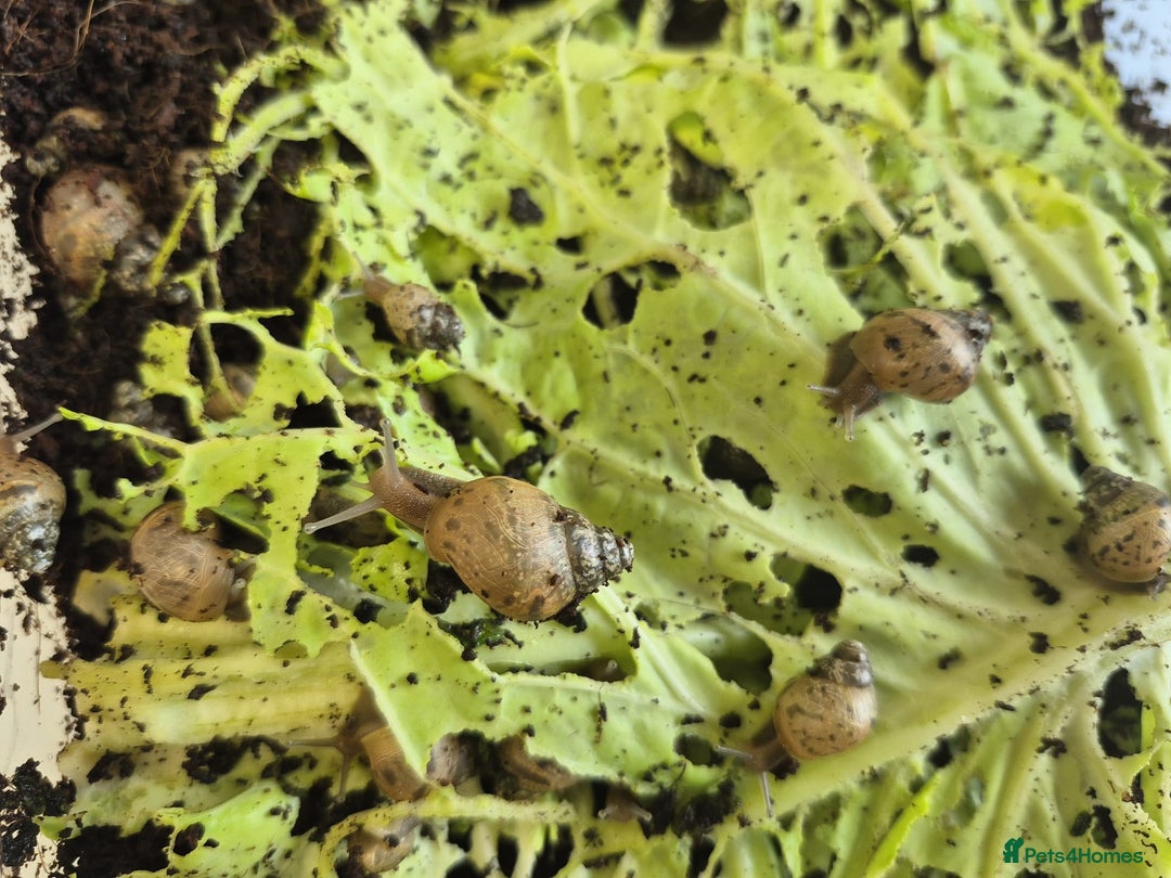 Snails invertebrates for sale: Giant Land Snail Babies - Image 8