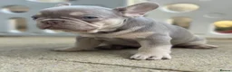 French Bulldog dogs for sale: Health Clear KC Registered French Bulldog Puppies - Advert 23