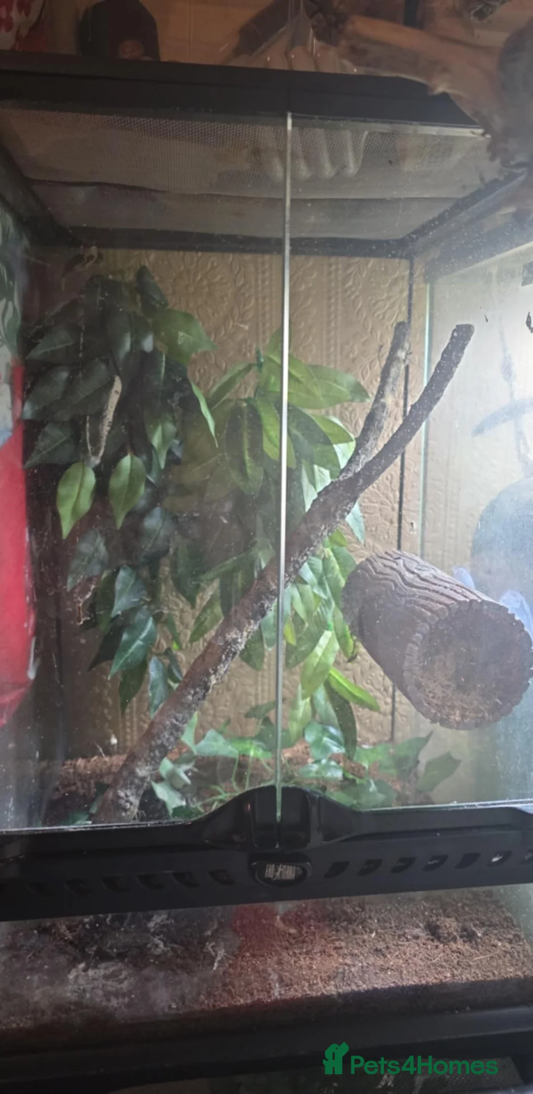 Gecko reptiles for sale: Baby crested gecko - Advert 1