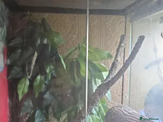 Gecko reptiles Baby crested gecko - Advert 3