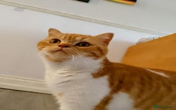 British Shorthair cats for sale: Pedigree ginger & white British short hair female  in Dover - Image 10